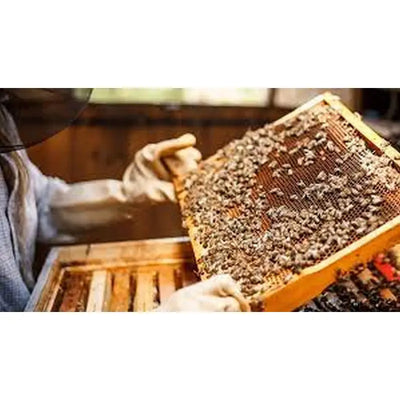 Top 10 Beekeeping tasks for Beekeepers in April