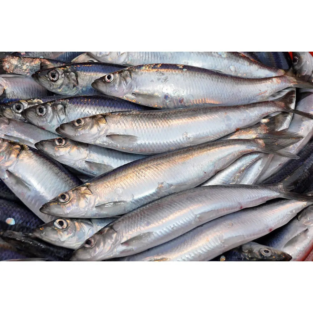 Frozen / Dead Bait Herring (size & Quantity Varies According to