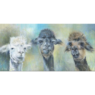 Llama - Tom Dick and Harry Canvas 100 x 50cm Artwork