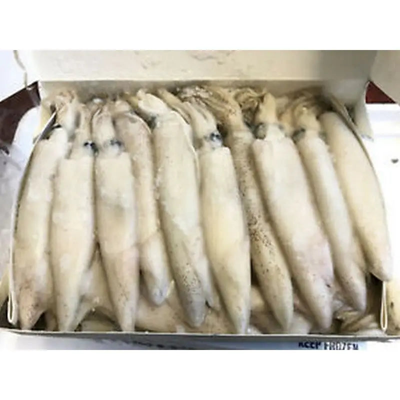 Frozen Dead Bait Squid (Cali) (Size Quantity varies according to  availability)