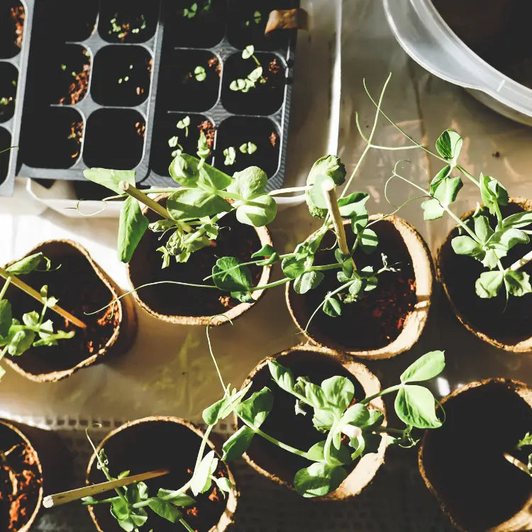 How To Get Your Garden In Shape This Summer