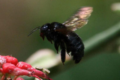 Irish Black Bees To Be Reintroduced Into Co Down by Local Council