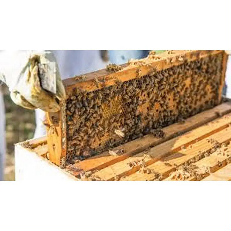 Beekeeping Equipment