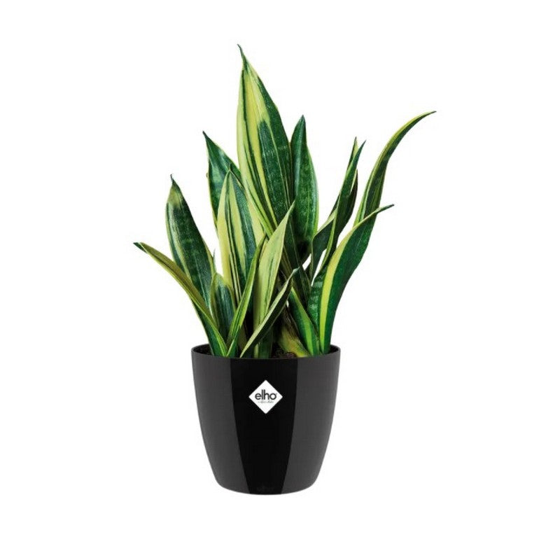 Pots & Planters - Flower Pot