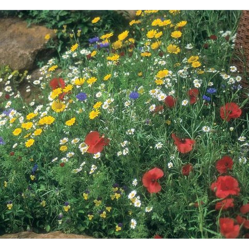 Johnsons Flower Seeds - Wildflower & Meadow Mixes