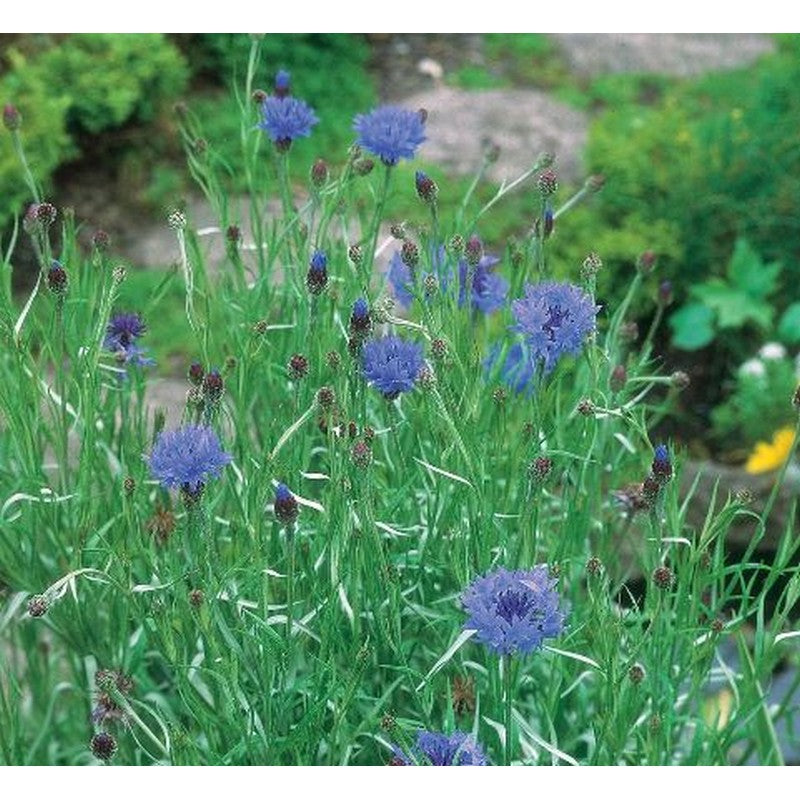Johnsons Flower Seeds - Wildflower & Meadow Mixes