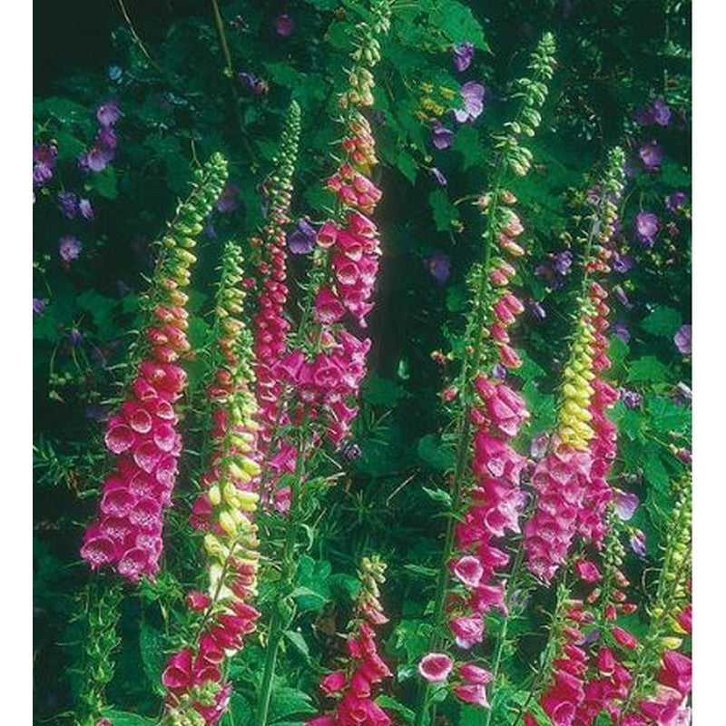 Johnsons Flower Seeds - Border Flowers Mix - Foxglove, Sweet William & More!