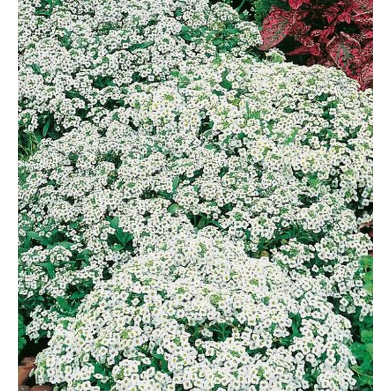 Johnsons Flower Seeds - Bedding Plants - Pansy's, Lobelia's, Geranium's & More!