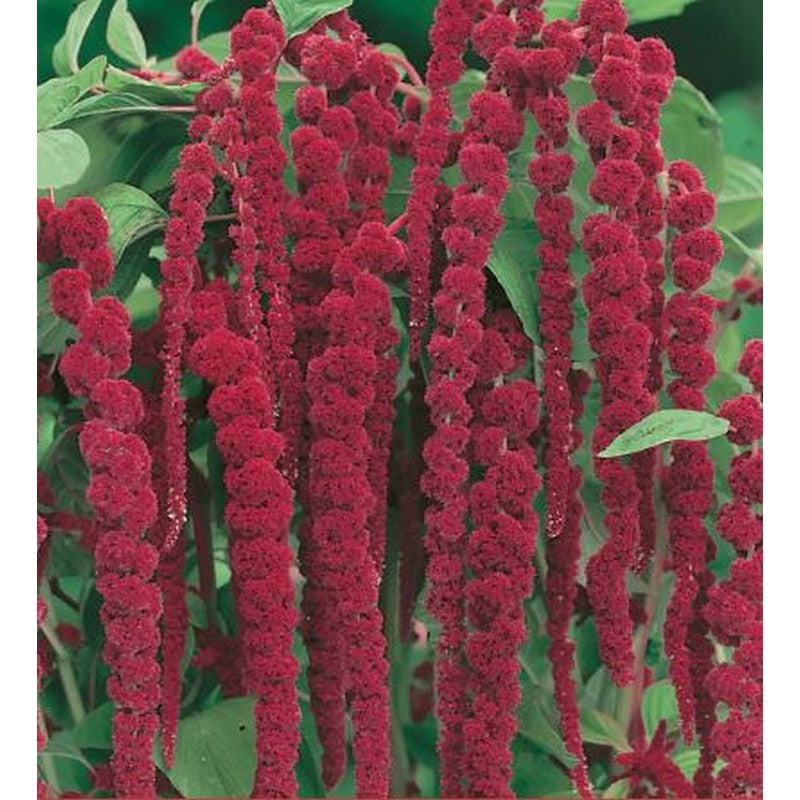 Johnsons Flower Seeds - Summer Specials - Dahlia's, Cosmos & More!