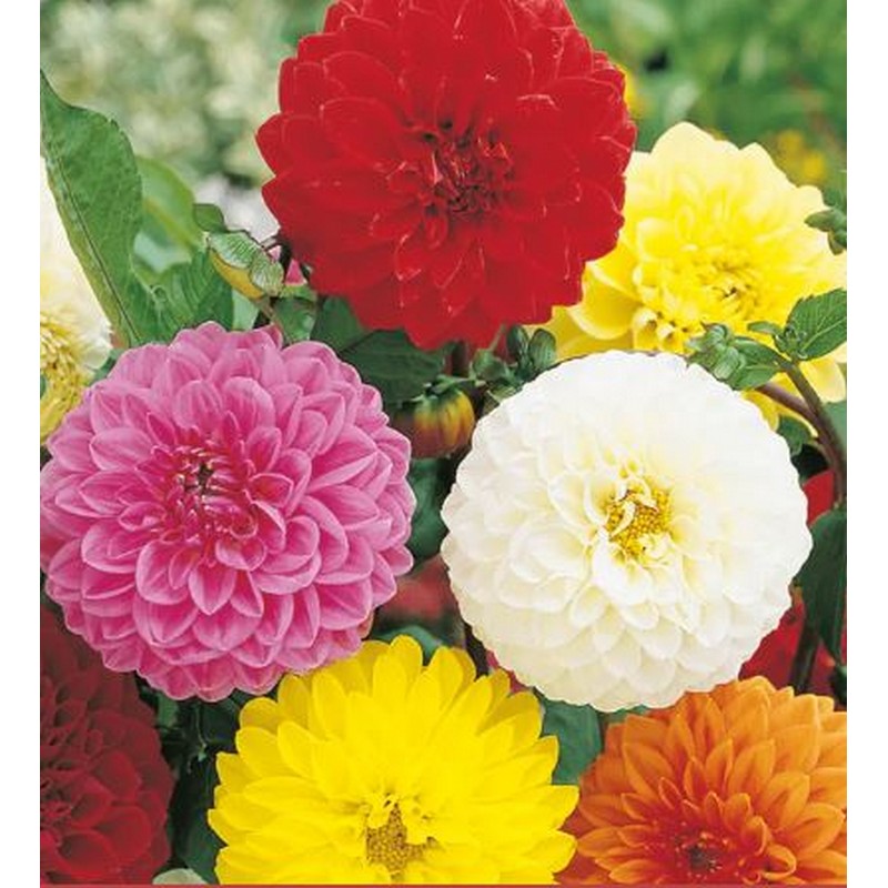 Johnsons Flower Seeds - Summer Specials - Dahlia's, Cosmos & More!