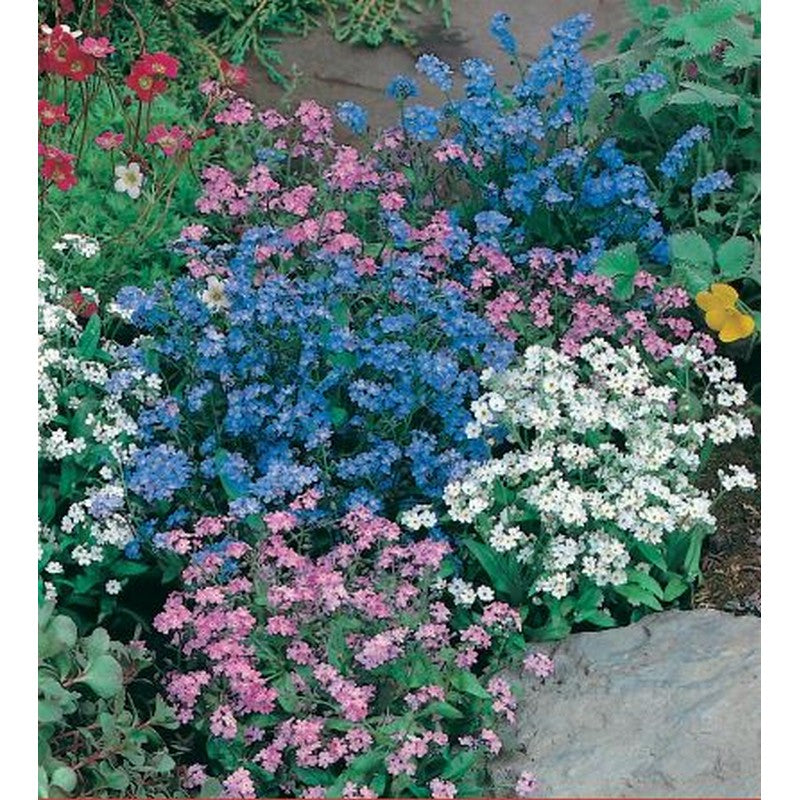 Johnsons Flower Seeds - Border Flowers Mix - Foxglove, Sweet William & More!