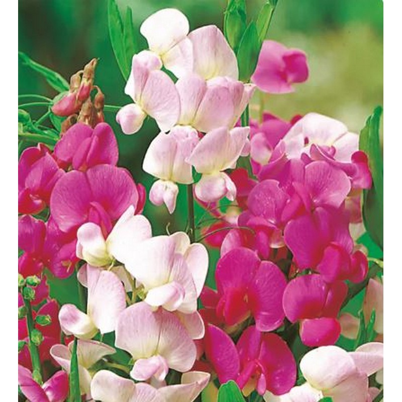 Johnsons Flower Seeds - Climbing & Tall Flowers - Sweet Pea, Sunflowers & More!