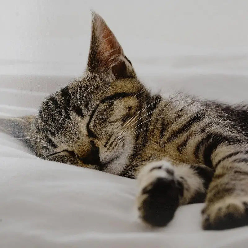 Creative Tops Sleeping Kitten Lap Tray - Lap Tray