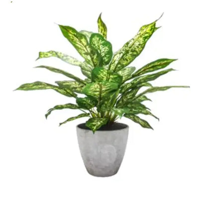 Dieffenbachia 30x43cm - Potted Plant