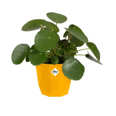 Elho B.For Rock - Flowerpot - Assorted Colour And Sizes -
