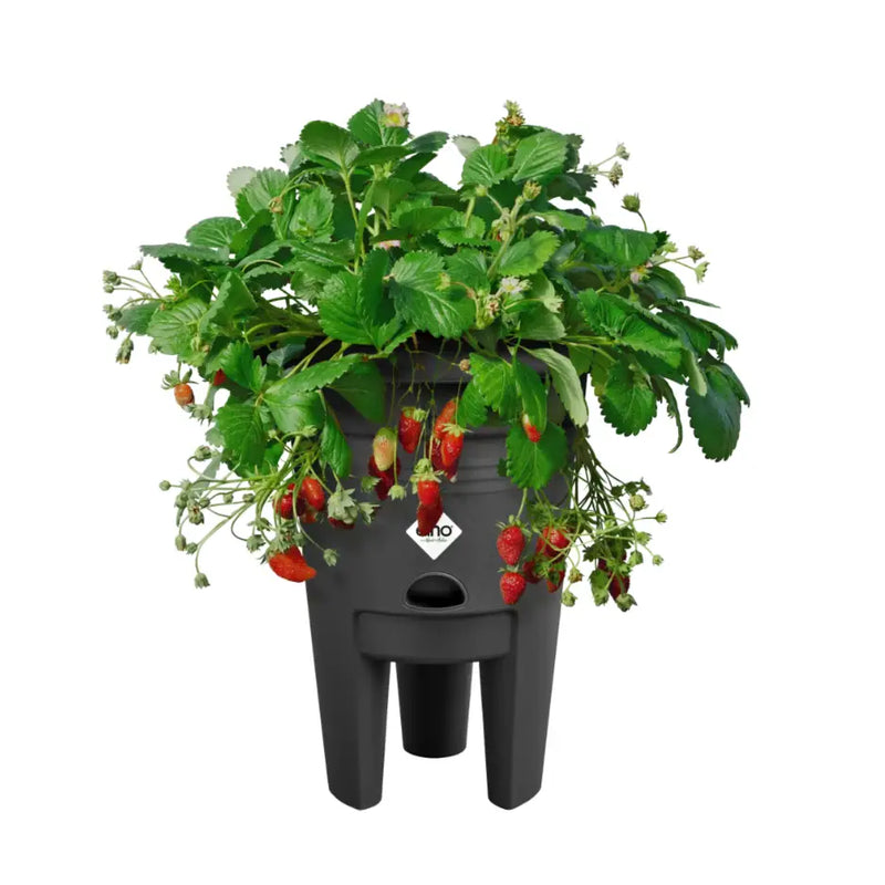 Elho Green Basics Strawberry Pot 33cm - Living Black Garden