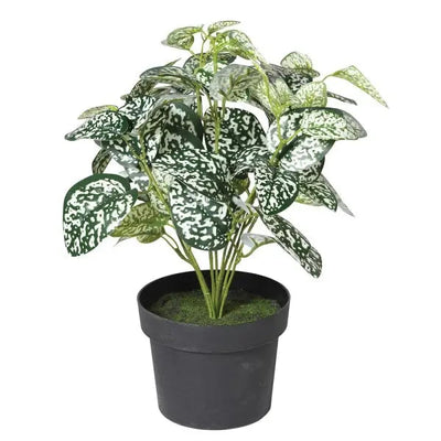 Faux Chinese Evergreen Plant 40cm - Homeware