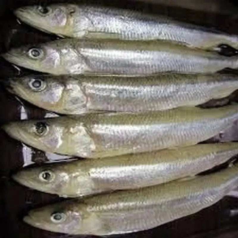 Smelt - Frozen Bait - Fishing