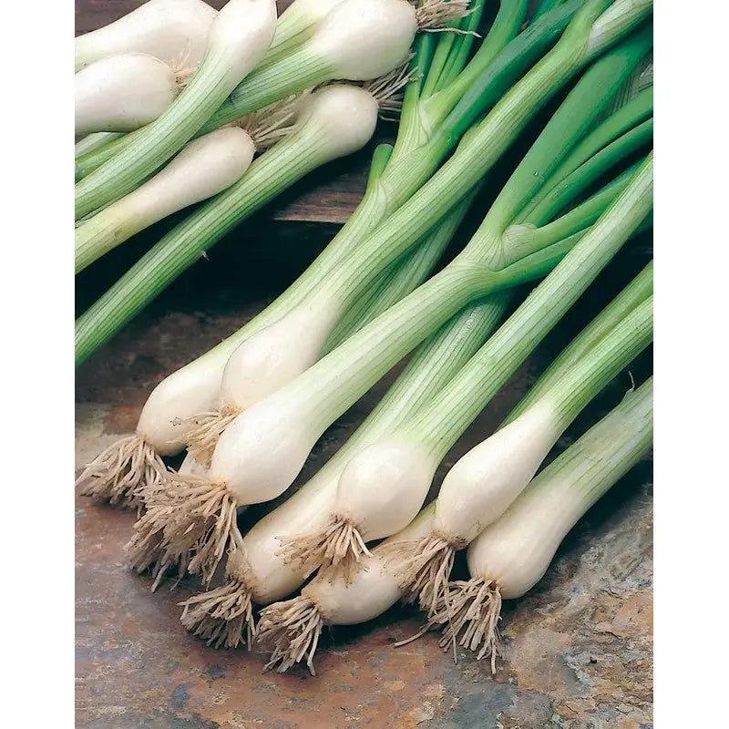 Johnsons F&V Seeds - Onion (Spring) White Lisbon - Type V