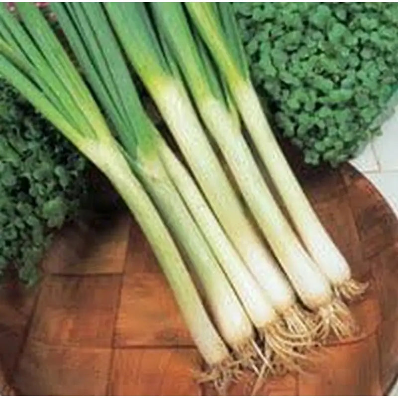 King Seeds onion Spring White Lisbon - Gardening & Outdoors
