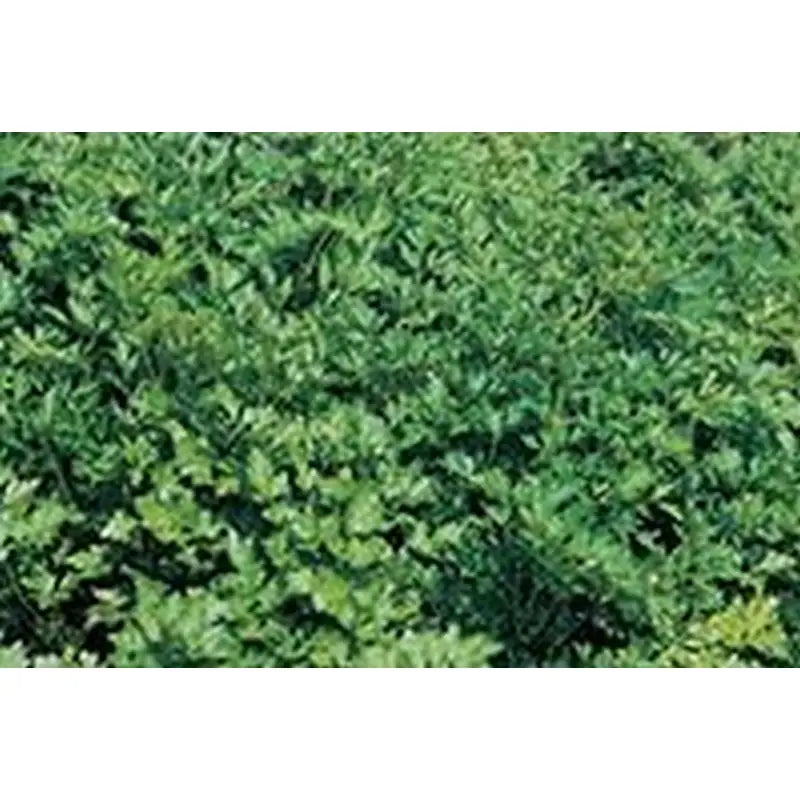 Kings Seeds Herb Parsley Plain Leaved - Gardening &