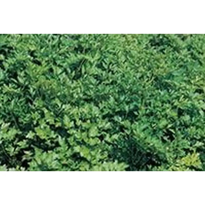 Kings Seeds Herb Parsley Plain Leaved - Gardening &
