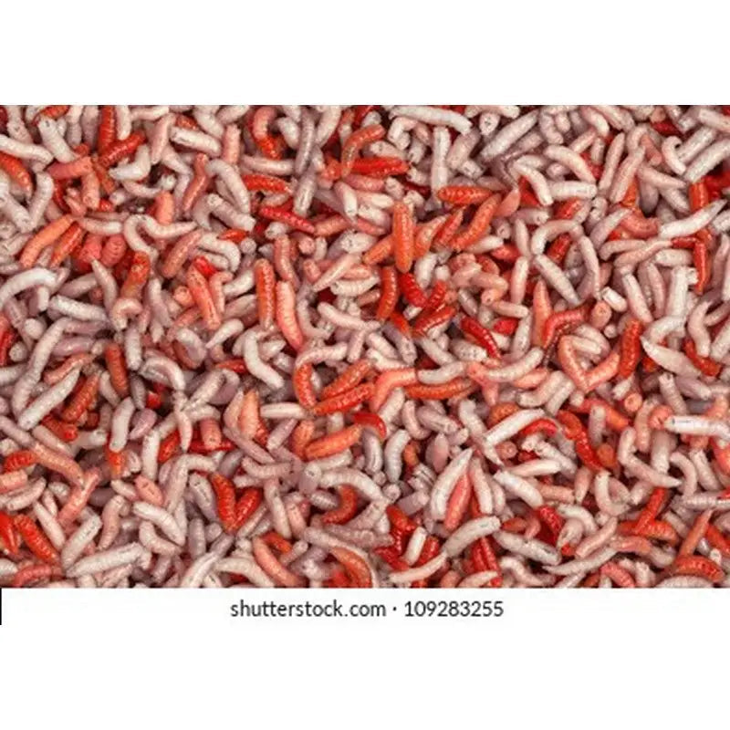 Live Red / White Maggots - (Call to check availability) - 1