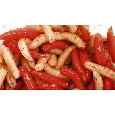 Live Red / White Maggots - (Call to check availability) -