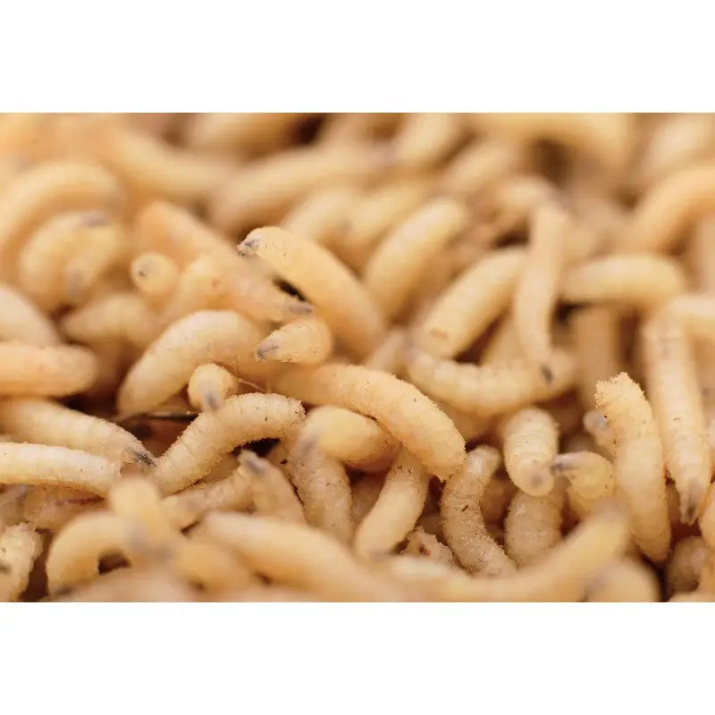 Live Red / White Maggots - (Call to check availability) -