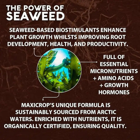 Maxicrop Extract Of Seaweed Plus Organic Tomato Natural