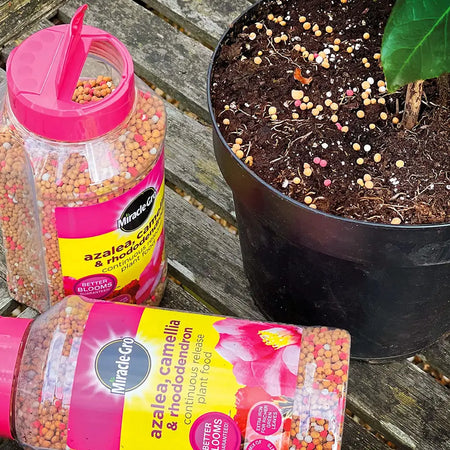 Miracle-Gro Azalea Camellia & Rhododendron Continuous