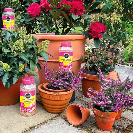 Miracle-Gro Azalea Camellia & Rhododendron Continuous