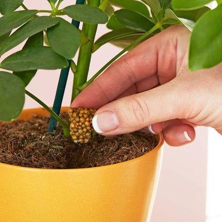 Miracle Gro Push & Feed Plant Food Cones 10Pk