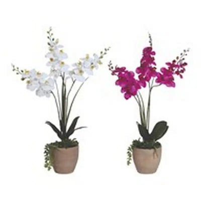 Phalaenopsis 46cm - 2 Asst - 1 Sent - Plants