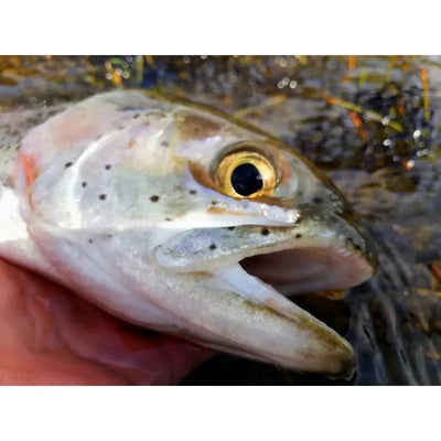 Rainbow Trout Frozen Bait - Fishing