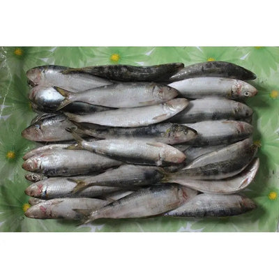 Sardines Frozen Bait - Fishing