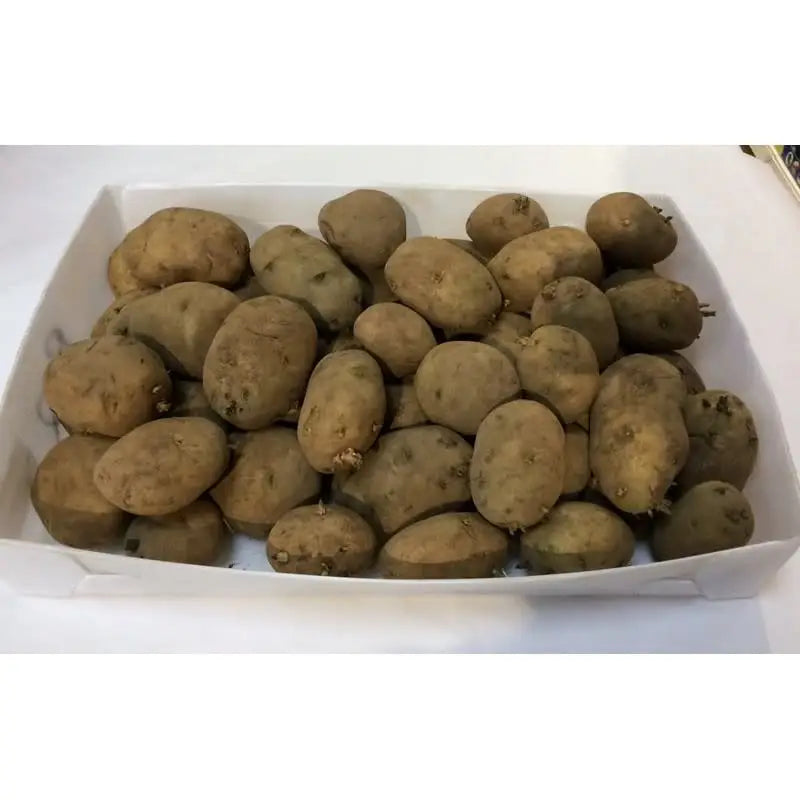 Seed Potatoes Grow Your Own - British Queens - 3.6kg - Plant