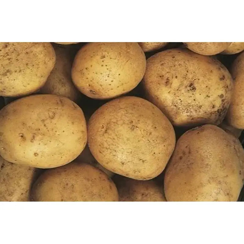 Seed Potatoes Grow Your Own - Maris Piper - 3.6Kg - Plant &