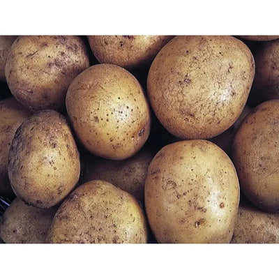 Seed Potatoes Grow Your Own - Maris Piper - 3.6Kg - Plant &