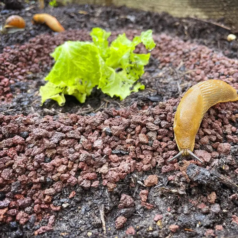 SlugClear & Snail Barrier 2.5kg - Gardening & Outdoors