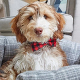 Smart Garden Beau Tie - 2 Pack - For Dogs - 2 Designs