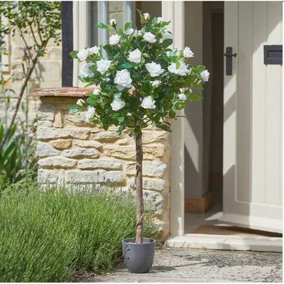 Smart Garden Regent Roses - White (Various Sizes) - 120cm -