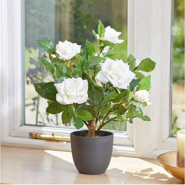 Smart Garden Regent Roses - White (Various Sizes) - 40cm -