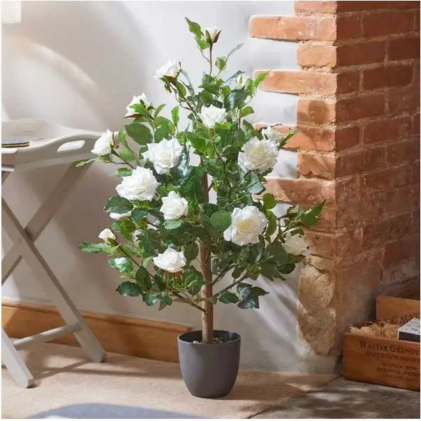 Smart Garden Regent Roses - White (Various Sizes) - 80cm -