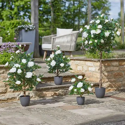 Smart Garden Regent Roses - White (Various Sizes) - Garden