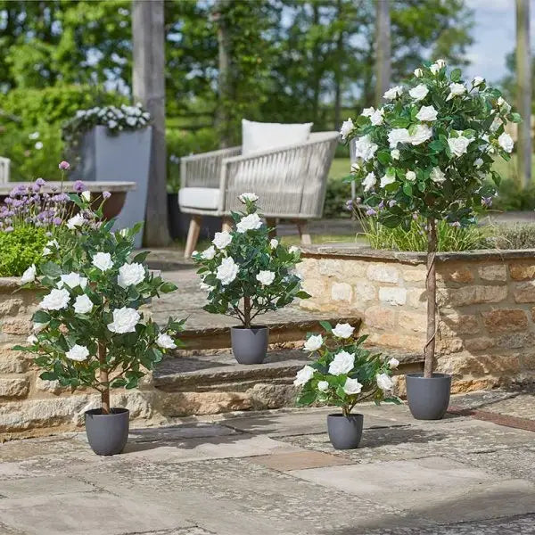 Smart Garden Regent Roses - White (Various Sizes) - Garden