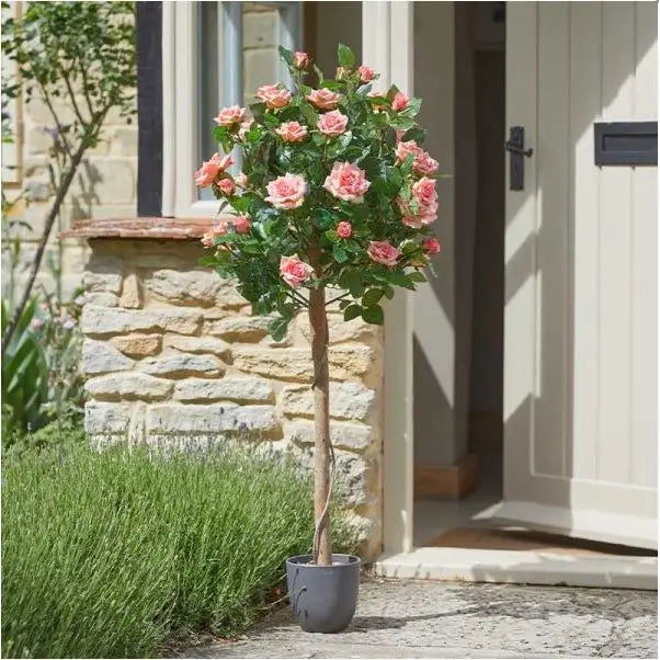 Smart Garden Regent’s Roses - Perfect Pink (Various Sizes) -