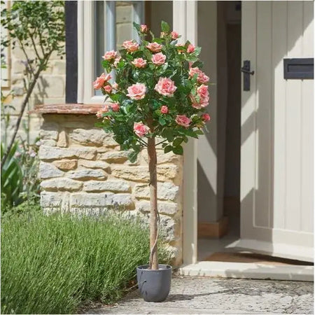 Smart Garden Regent’s Roses - Perfect Pink (Various Sizes) -