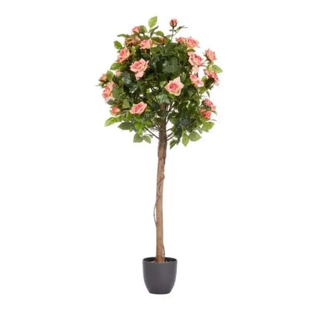 Smart Garden Regent’s Roses - Perfect Pink (Various Sizes) -