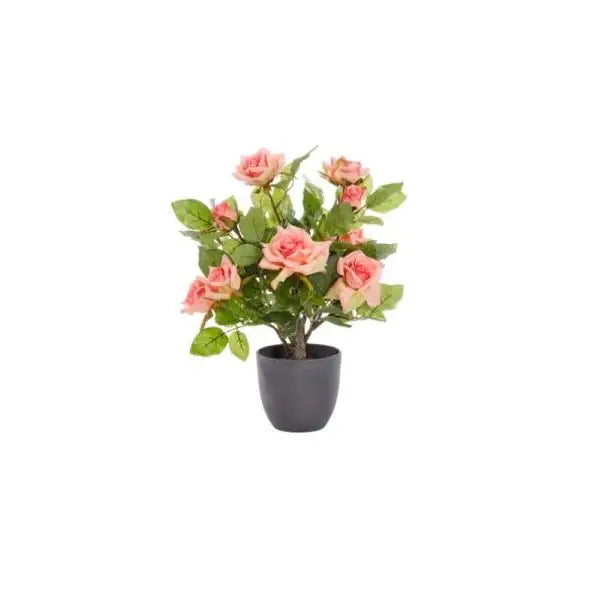 Smart Garden Regent’s Roses - Perfect Pink (Various Sizes) -